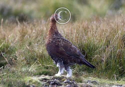 Red Grouse 7